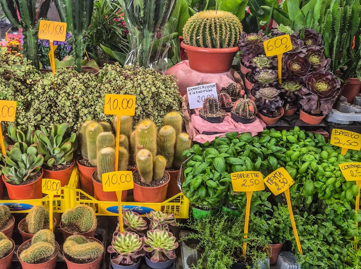 Een close-up van een marktkraam met een divers aanbod van potplanten, waaronder veel cactussen, vetplanten en kruiden. Gele prijskaartjes met bedragen zoals '2,50', '6,00', '10,00' en '20,00' zijn zichtbaar, evenals namen als 'BASILICO', 'MENTA', 'SARRIETTE' en 'CORIANDOLO'. De planten staan in terracotta-kleurige en donkere potten, deels in gele plastic kratten.