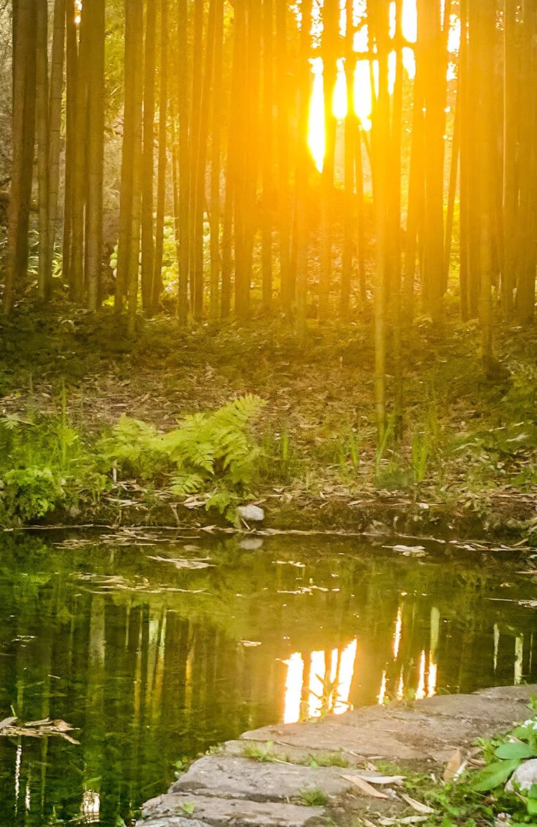 Op de foto is een waterpartij te zien met een dichte rij bomen, mogelijk bamboe, op de achtergrond. Fel, geel zonlicht schijnt door de bomen en reflecteert in het water. Langs de waterkant groeit groen, waaronder varens. Rechtsonder zijn enkele stenen te zien die naar het water leiden. Aan de linkerkant staat een kleine witte vogel aan de oever.