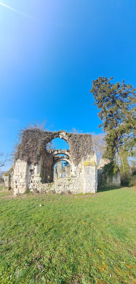 Een foto van de stenen ruïnes van een oud gebouw, mogelijk een kasteel, gelegen op een groen grasveld onder een helderblauwe lucht. De ruïnes bestaan uit meerdere bogen en muren die deels overgroeid zijn met klimop en kale takken. Rechts van de ruïnes staat een hoge naaldboom.