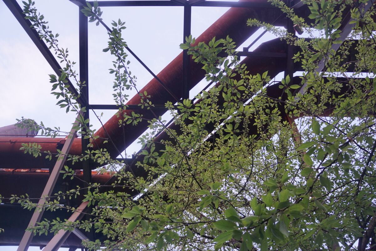 De foto toont een blik omhoog door een constructie van metalen balken en grote, roestige pijpen. Op de voorgrond en in het midden zijn veel groene bladeren en takken te zien die tussen de constructie doorgroeien. De lucht erboven is licht en bewolkt, wat zorgt voor een zachte lichtval.