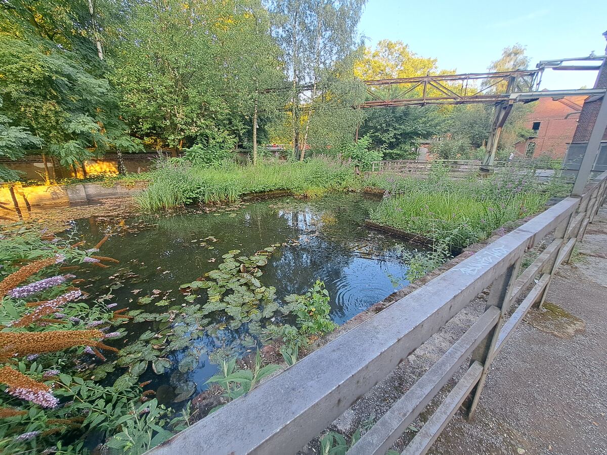 Een vijver met waterlelies en andere waterplanten, omgeven door dichte groene begroeiing zoals bomen, struiken en hoog gras. Op de achtergrond zijn roestige metalen constructies en delen van bakstenen gebouwen zichtbaar, die wijzen op een industrieel verleden. Aan de rechterkant in de voorgrond bevindt zich een grijs, betonnen hekwerk. De zon schijnt op de begroeiing en een muur aan de linkerkant, wat een warme gloed creëert. Er zijn lichte rimpelingen zichtbaar op het wateroppervlak.