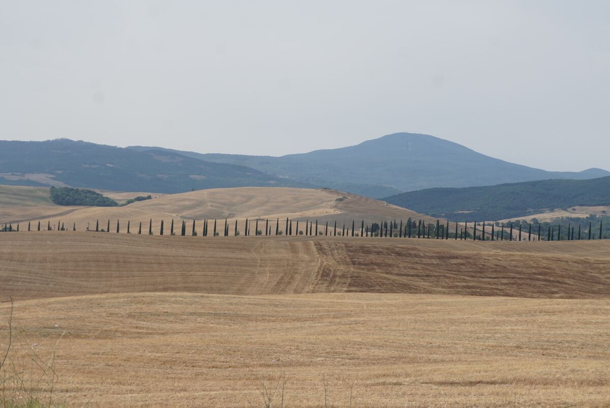 De foto toont een weids landschap met op de voorgrond uitgestrekte, goudbruine, geoogste velden die golvend overgaan in de middengrond. Een lange rij slanke, donkergroene cipressen volgt de contouren van een heuvelrug, van links naar rechts door het beeld. Daarachter liggen meerdere lagen glooiende heuvels, deels begroeid met donkergroene bossen en deels met lichtere, drogere vegetatie. In de verte zijn vage, blauwgrijze bergen zichtbaar onder een heldere, lichtgrijze lucht.