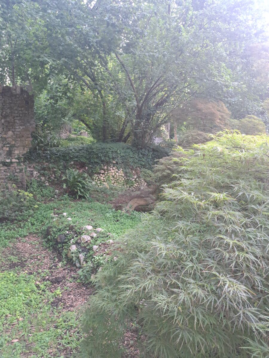 De foto toont een weelderig groene omgeving, gedomineerd door diverse bomen en struiken met dicht gebladerte. Links is een gedeeltelijk met klimop begroeide stenen muur zichtbaar, die een oude structuur suggereert. De grond is bedekt met bodembedekkers en her en der liggen stenen. Het licht valt van rechtsboven door het bladerdak, wat zorgt voor een zachte gloed.